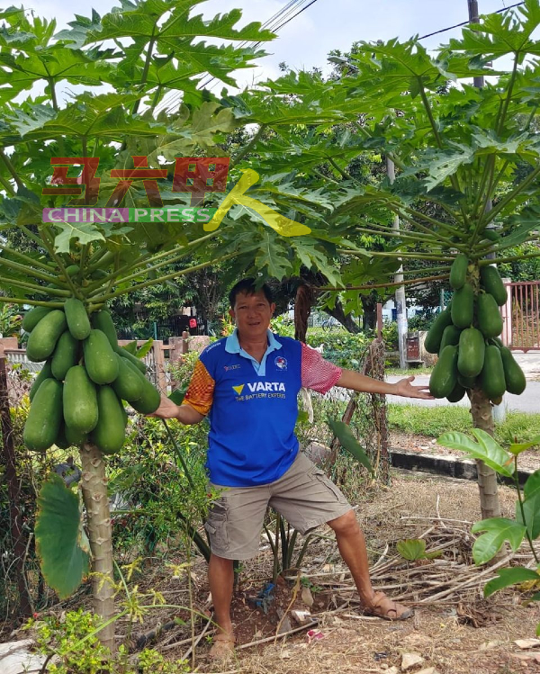 黄渶禄：村民所种的木瓜不时被被野猴吃掉。