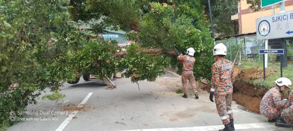 消拯员准备把武吉波浪华小前倒下的大树锯开。（图消拯局提供）