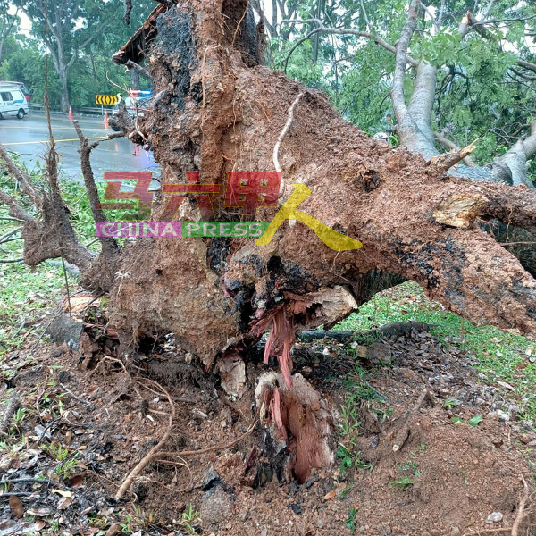 树根有腐烂的现象，相信是经不起狂风吹袭而倒下。