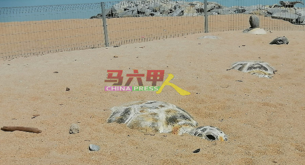 遭到沙淹没的海龟模型，变得“四肢不全”。