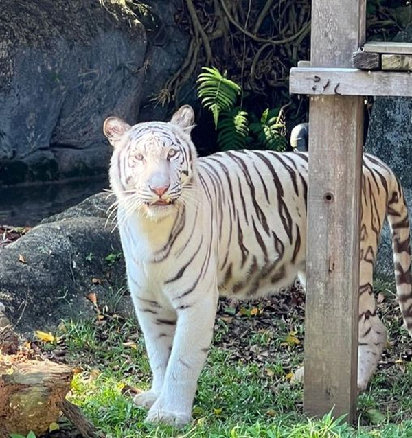 马六甲动物园稀有白虎。