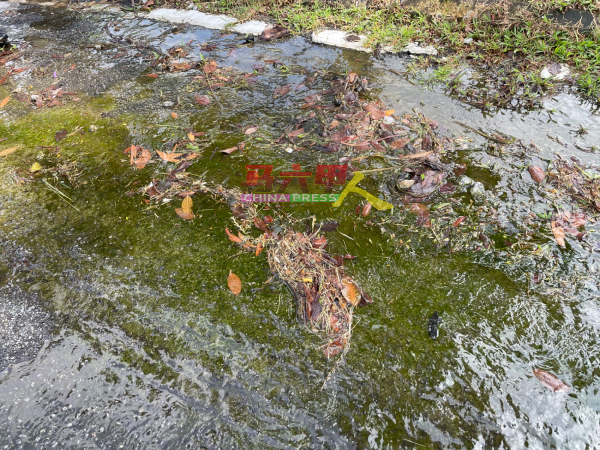 ■大量的水已造成路面长出厚厚一层青苔。