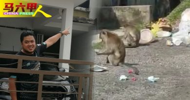 翻找垃圾桶觅食  忧攻击小孩 野猴大闹花园住宅