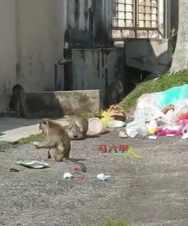 猴子经常在屋外觅食，翻找垃圾堆，弄脏环境。