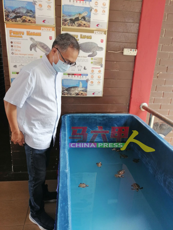 刘志俍参观中心培育的小海龟。
