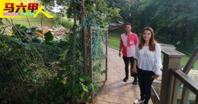 圣保罗山树倒  敲响安全警钟 林朝雁：增树医生保护树木