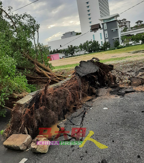 马六甲拉也发生树倒事件，幸无人受伤。