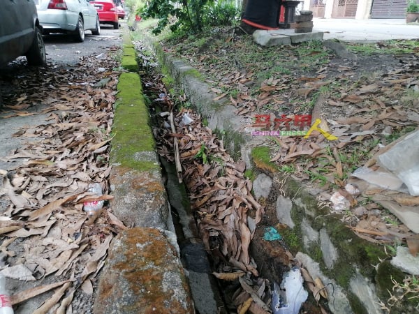 沟渠有许多枯叶，下雨积水，容易成为蚊虫滋生的温床。