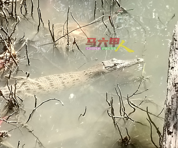 濒临绝种的马来长吻鳄出现在马六甲河！