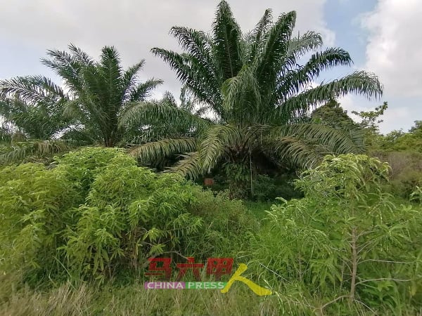 一些地主在地段种植油棕。