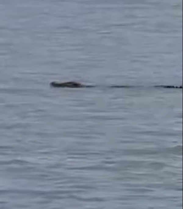 目击者拍到鳄鱼出现在西令海滩的海域。（截自视频）