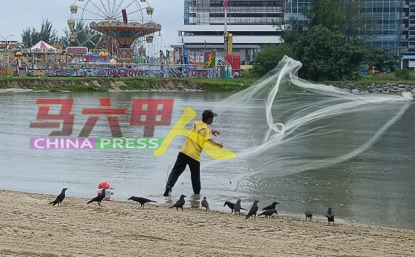 一马广场及海滩面对鸦患情况许久，市政厅近期将展开射杀乌鸦行动。