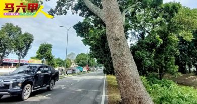 批发公市对开公路旁 大树倾斜威胁安全