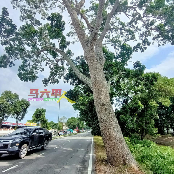 ■汉都亚再也市议会已受促砍伐这棵威胁民众安全，高约30尺的大树。