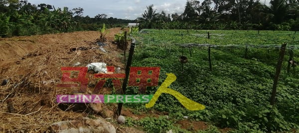 6月的一场大雨，河岸旁的菜园淹水，为农民带来损失。