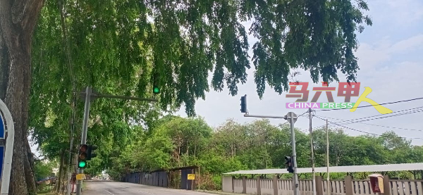 益智小学前的人行红绿灯因被下垂的树叶遮挡，公路使用者难以察觉已转为红灯。