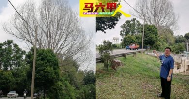 枯树如炸弹  随时伤人  邓永森：已向市会反映先处理