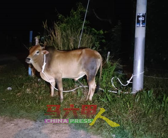 被发现游荡在路中的牛，暂时被栓在一旁的路旁，以等待执法人员进一步安排。
