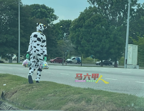 一名小贩在古鲁蒙工业区红绿灯，身穿乳牛套装宣传及售卖牛奶产品。
