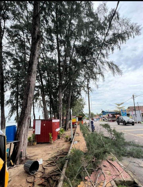 公主海滩的树木被大风吹倒。（照片取自当今马六甲面子书）