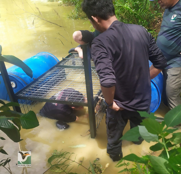 ■野生动物保护及国家公园局人员在池塘一隅装上笼子，以诱捕鳄鱼。（照片由马来报提供）