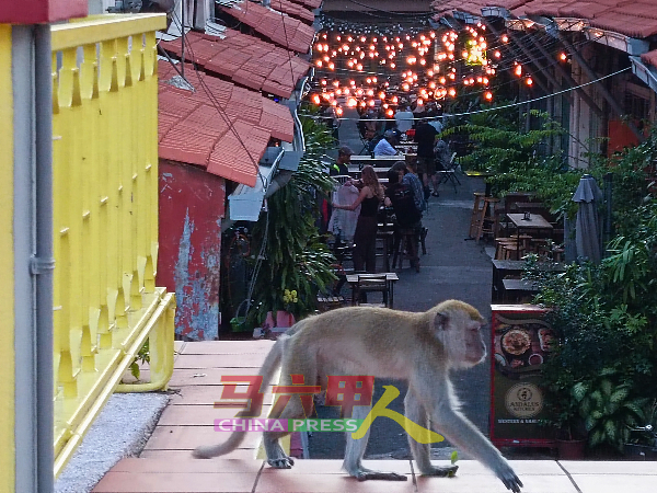 野猴不停徘徊在甘榜爪哇桥，虽然附近有食肆，惟未有作出捣乱及掠夺食物的行为。