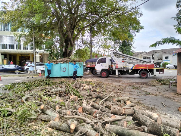 市议会只有一组园艺队，可进行树倒的清理工作。