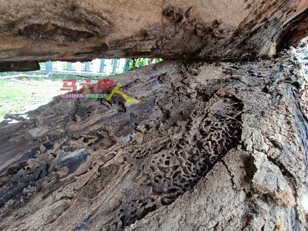 老树内部有白蚁筑巢的痕迹。
