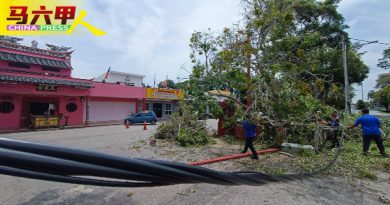 约5层楼高百年老树 轰然倒下 幸无酿伤亡