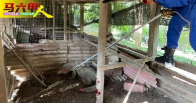 鸡寮偷吃鸡蛋 2公尺长四脚蛇被捕
