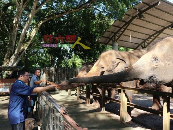 访客可以喂食大象进行互动，邓永森（右起）与罗舜生在大象园区喂食大象。