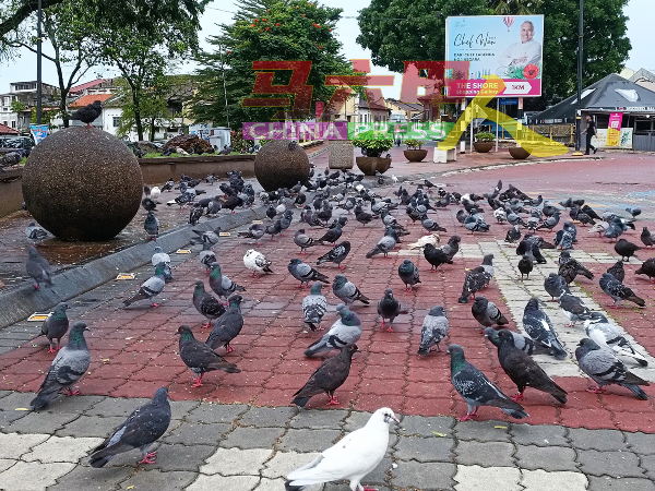 常有民众在小印度喷泉公开喂食鸽子，以致该地形成鸽群的栖息地，同时衍生环境卫生问题。