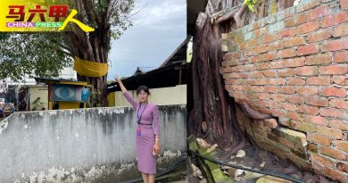 投诉树根影响房屋结构没人理 马华 “抢先” 砍老树