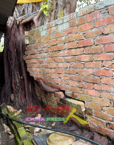 大树树根已经严重摧毁住家围墙。