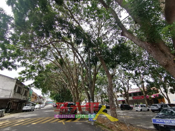 商家和居民促请当局，尽快处理和修剪甲岭华园商业区第1/5路的大树。