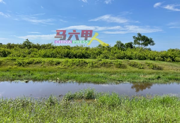 大海涨潮或豪雨之时，海水越过杂草丛生的私人地流入小河，导致河水高涨。