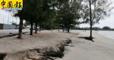 松树根外露   沙流失 吉里望海蚀严重