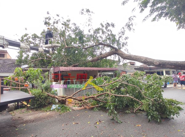 大树倒下，一连砸中哥打拉沙马那第7路3间屋子。