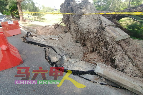 大树倒下后，道路的结构也被破坏，出现裂缝。