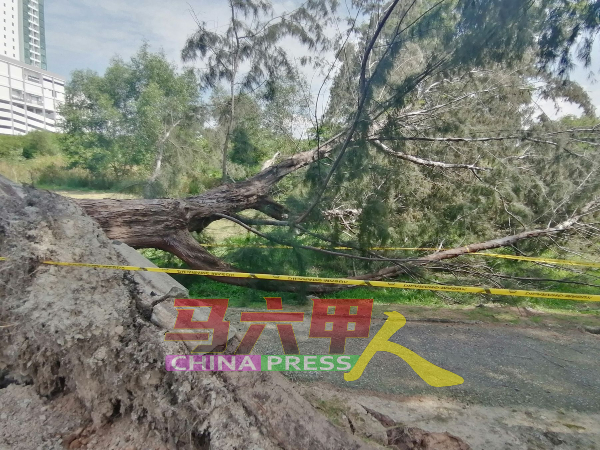 松树遭大风雨连根拔起倒下，市政厅已在现场拉起警戒线。