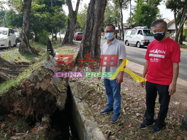 刘志俍（左起）与陈劲源查看大树倒下事发现场，在两周后仍未获清理。