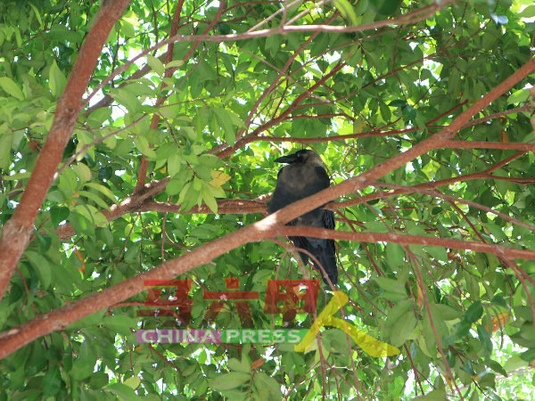 马六甲拉也面对鸦患问题，当地一带的树上经常可看到乌鸦筑巢，而地面则留下鸟粪。