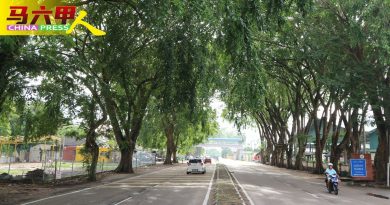延伸到路中没定期修剪    玛琳路大树长过界  忧天降枯枝