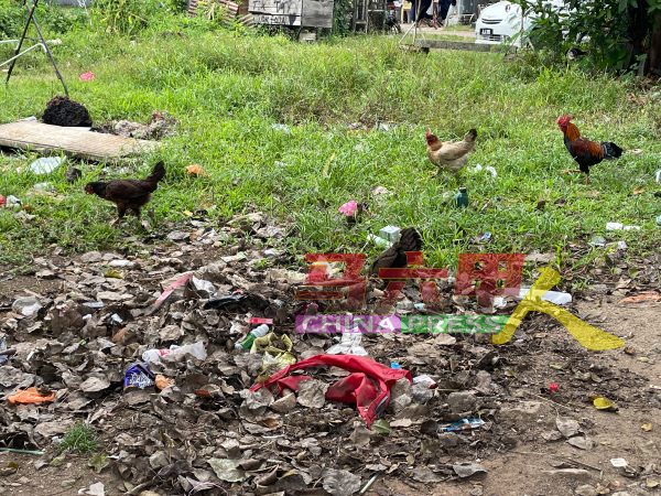 罗兴亚人饲养鸡只四处走动，社区草地也有杂物散落满地。