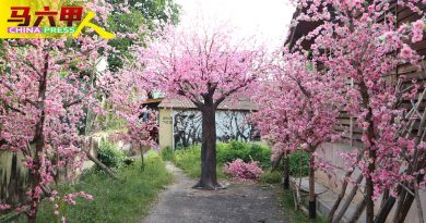 ◤今日马六甲头条◢百人团队布置年景  15尺高梅花树 打卡点