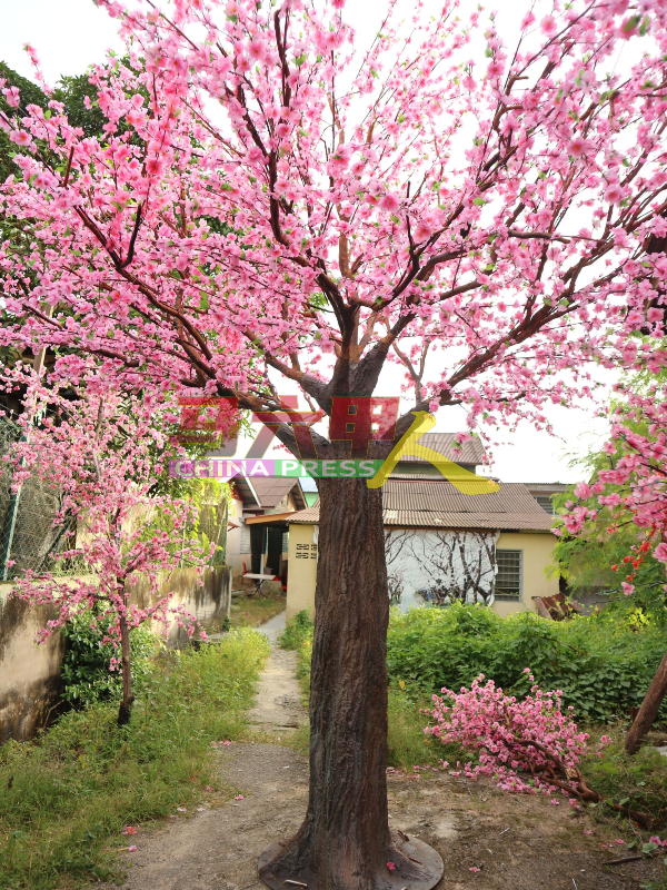 15尺高的梅花树，将是梅花街的亮点之一。