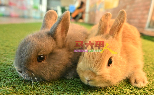 两只荷兰侏儒兔露出天真活泼性格，偶尔会静下来。