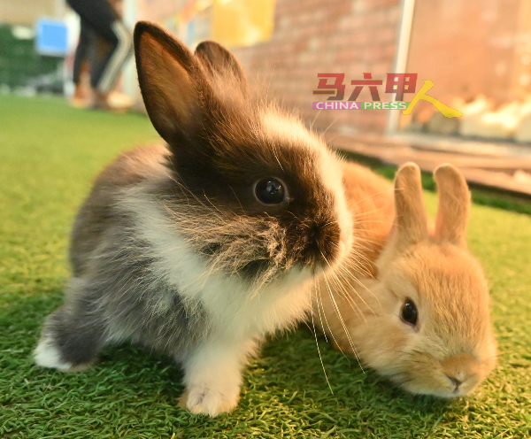 安哥拉兔拥有纤细柔软的兔毛。