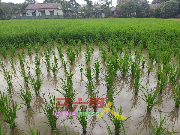稻田需要充足的水以灌溉。