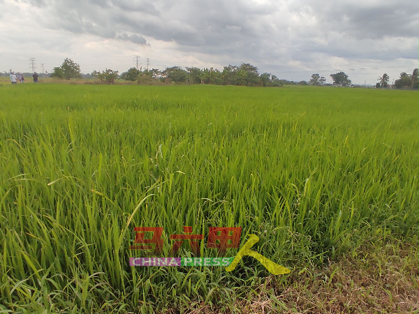 吉里望稻田区有马六甲迷你稻米之都之称，是甲州最大的稻田区。
